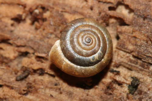 Hairy Snail