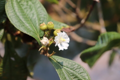 Miconia jaliscana