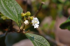 Miconia jaliscana