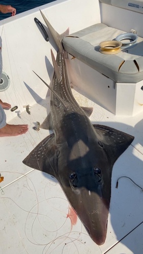 Giant guitarfish (Rhynchobatus djiddensis) — Rhinidae