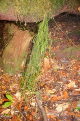 Phlegmariurus pringlei