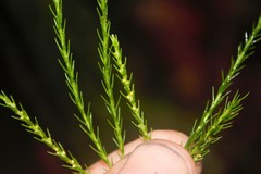 Phlegmariurus pringlei