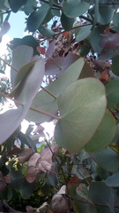 Eucalyptus perriniana