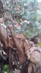 Eucalyptus perriniana