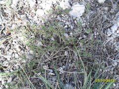 Thymus bashkiriensis