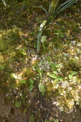 Pterostylis patens