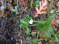 Potentilla montana