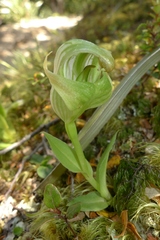 Pterostylis patens