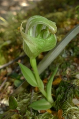 Pterostylis patens