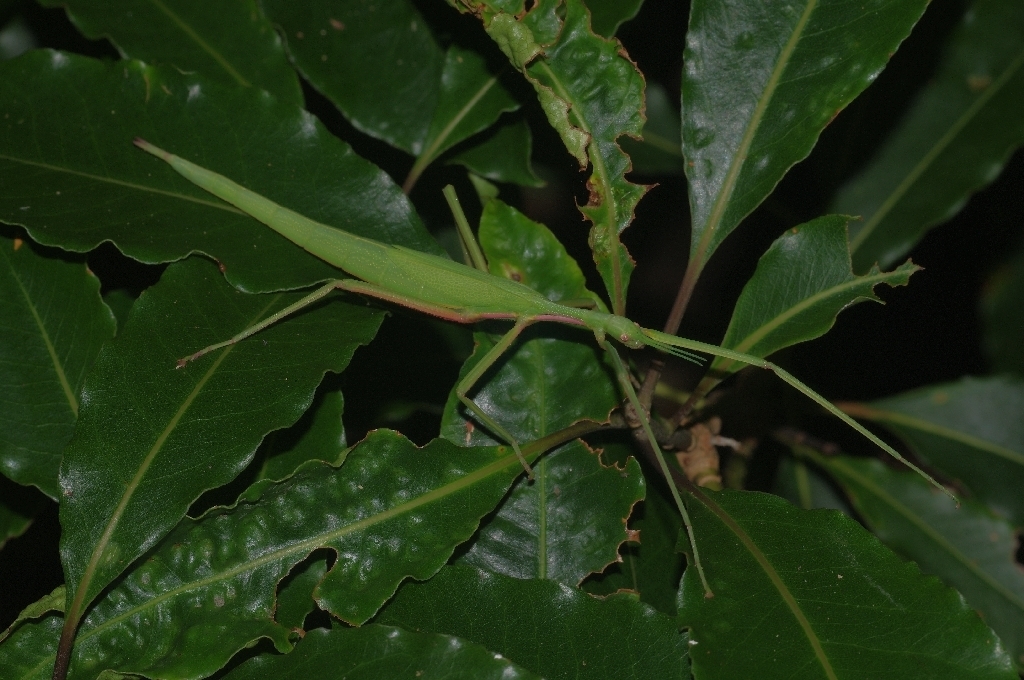 Anareolatae