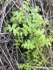 Pholistoma membranaceum