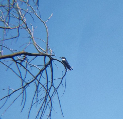 White-throated Hummingbird