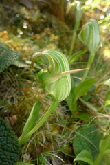 Pterostylis patens