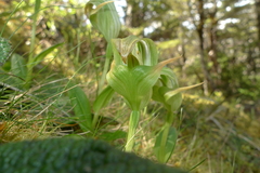 Pterostylis patens