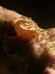 Cochleoceps orientalis