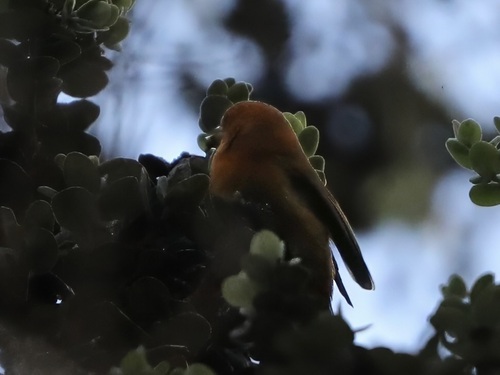 Loxops coccineus observed 2025-11-05