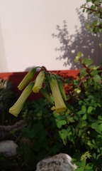 Oxalis pes-caprae
