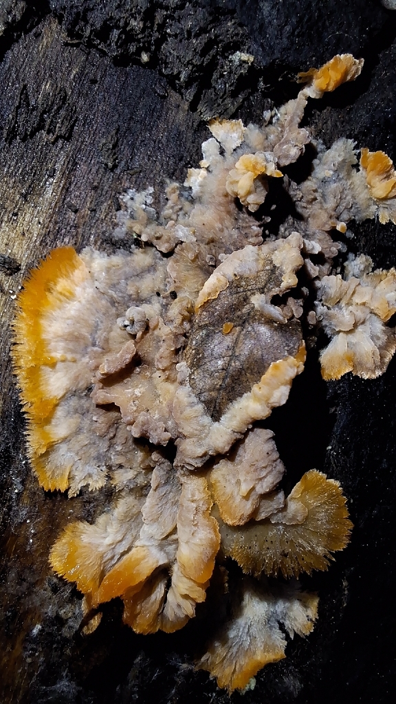 Phlebia radiata · November 2025 · photo: © yellowplant (iNaturalist, cc-by)