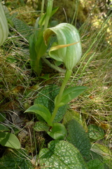 Pterostylis patens