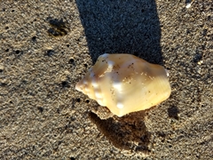 Strombus gracilior