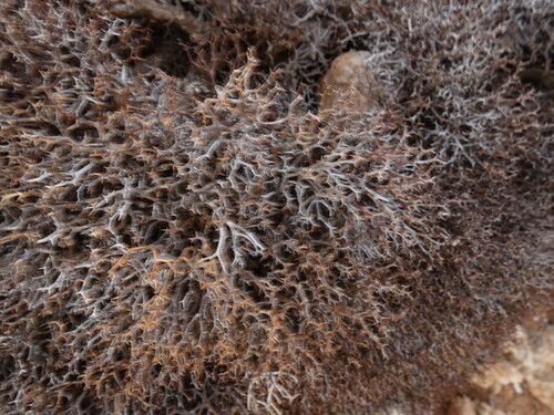 Launaea cervicornis, photograph 6
