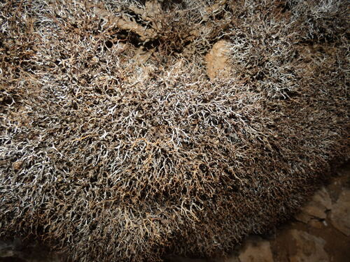 Launaea cervicornis, photograph 5