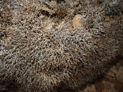 (c) Yves Bas, some rights reserved (CC BY) Launaea cervicornis, photograph (c) Yves Bas, some rights reserved (CC BY)