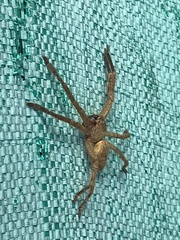 Polybetes rapidus