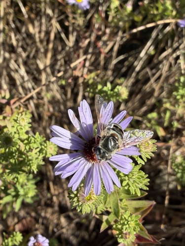 Unknown species found near Commerce Dr, Jefferson City, MO, US