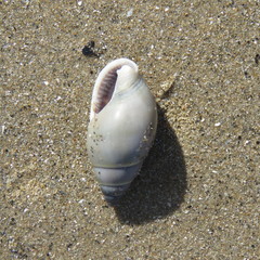 Nassarius dorsatus