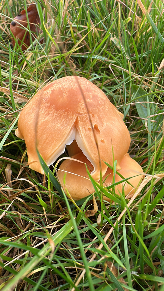 Cuphophyllus pratensis · November 2025 · photo: © slaidburn (iNaturalist, cc-by)