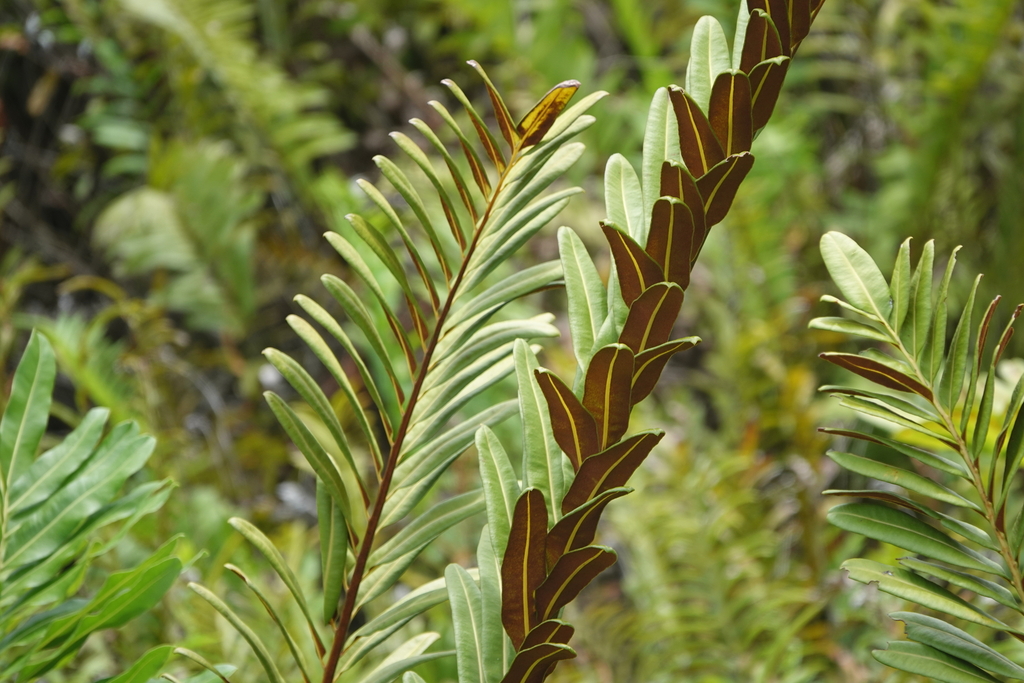 Giant leather fern