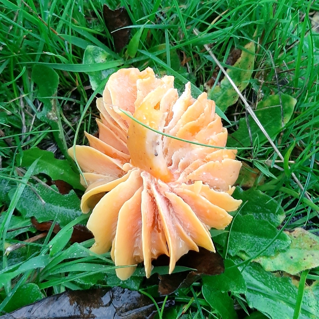 Hygrocybe quieta · November 2025 · photo: © janetav (iNaturalist, cc-by)
