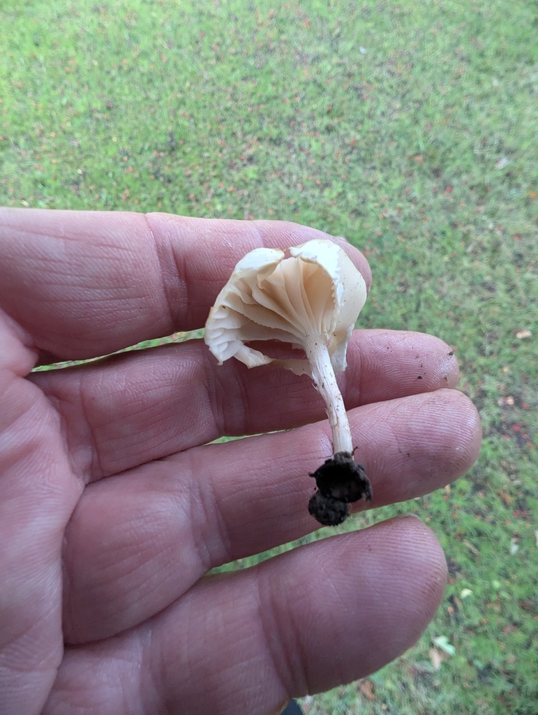 Cuphophyllus virgineus · November 2025 · photo: © ohwhen (iNaturalist, cc-by)