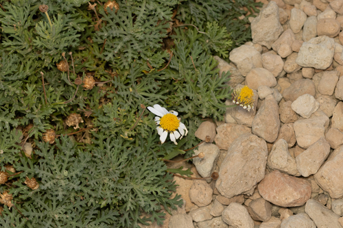 Argyranthemum tenerifae