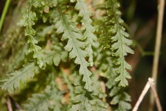 Trichomanes pinnatum