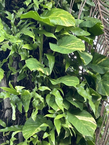 Golden Pothos