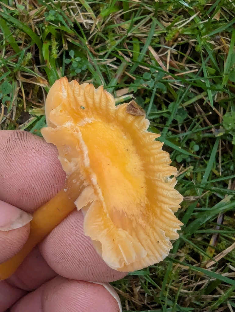 Gliophorus laetus · November 2025 · photo: © ohwhen (iNaturalist, cc-by)