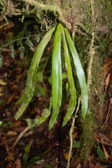 Scoliosorus ensiformis