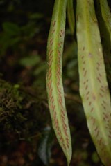 Scoliosorus ensiformis