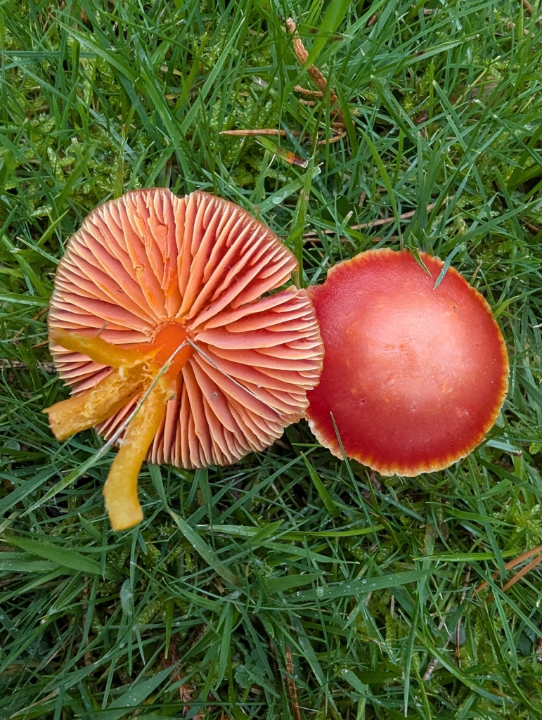 Hygrocybe coccinea · November 2025 · photo: © ohwhen (iNaturalist, cc-by)