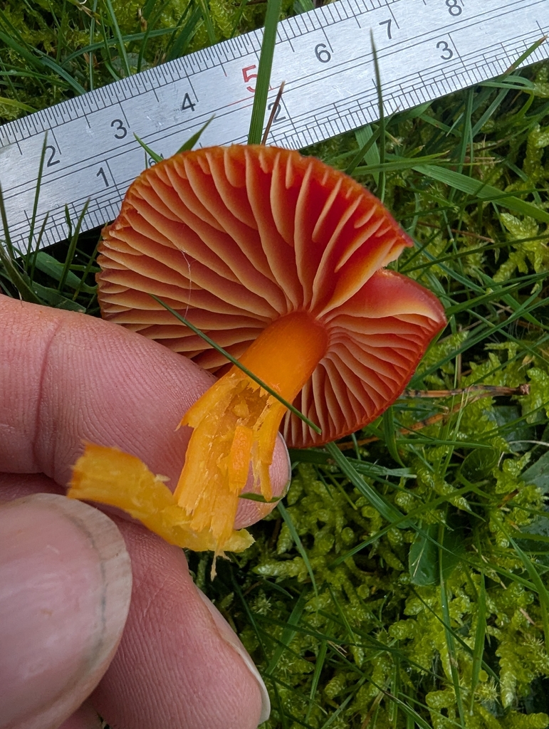 Hygrocybe coccinea · November 2025 · photo: © ohwhen (iNaturalist, cc-by)