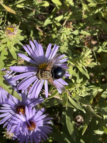Unknown species found near Commerce Dr, Jefferson City, MO, US