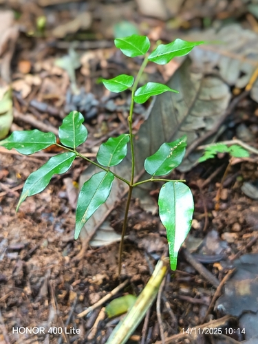 Myroxylon balsamum - Whole tree