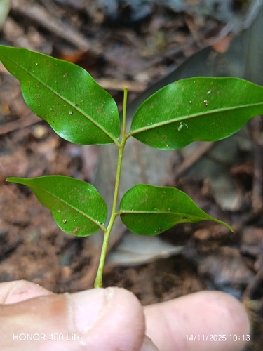 Myroxylon balsamum - Leaves