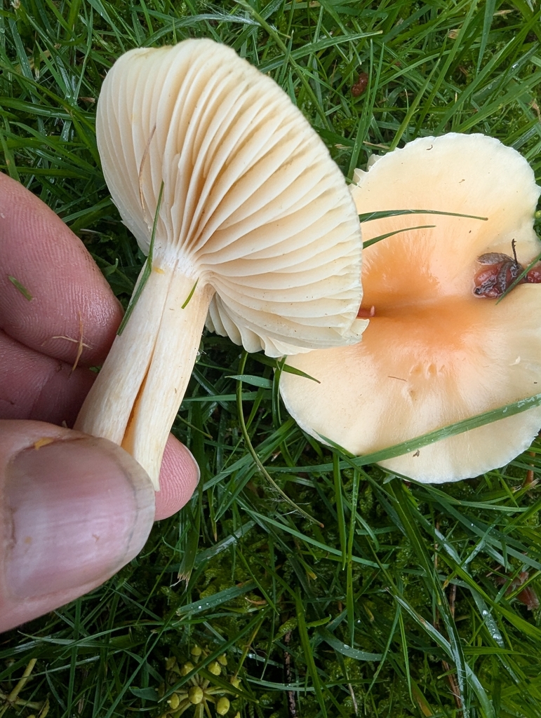 Cuphophyllus pratensis · November 2025 · photo: © ohwhen (iNaturalist, cc-by)