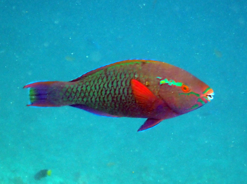 Swarthy Parrotfish — seen at this dive site