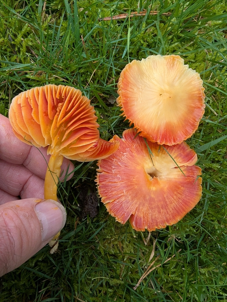 Hygrocybe coccinea · November 2025 · photo: © ohwhen (iNaturalist, cc-by)
