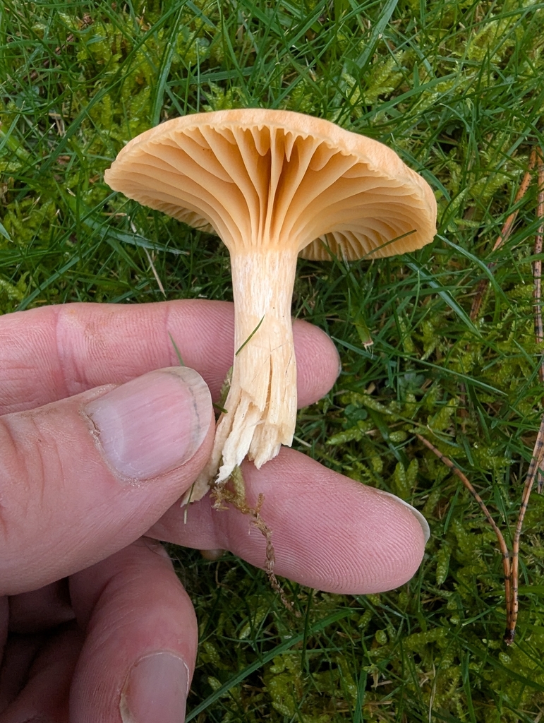 Cuphophyllus pratensis · November 2025 · photo: © ohwhen (iNaturalist, cc-by)