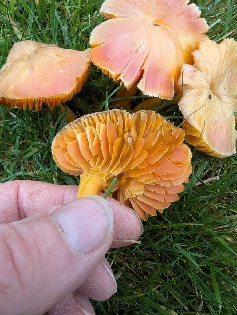 Hygrocybe quieta · November 2025 · photo: © ohwhen (iNaturalist, cc-by)